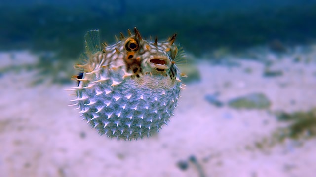 Puffer Fish - Appearance