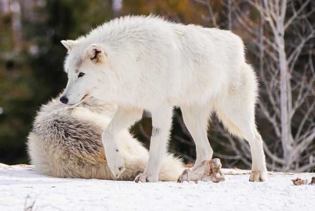 The Arctic fox is a social animal