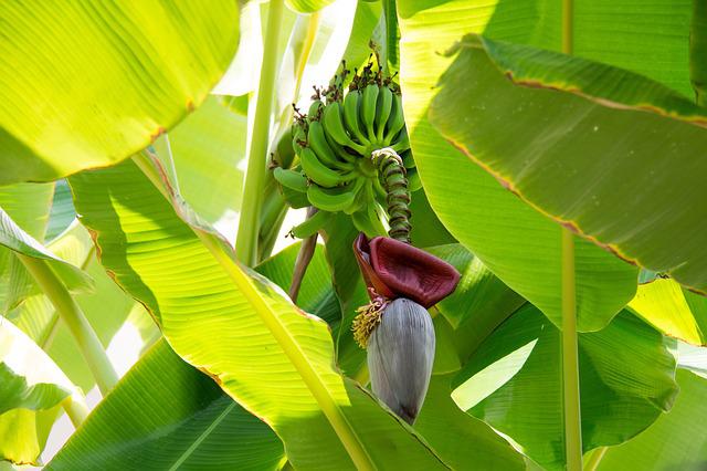 Banana trees are herbaceous
