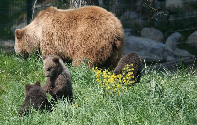 Brown bear cubs learn how to survive from their mothers. 