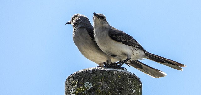 Female mockingbirds have control over who their mates are