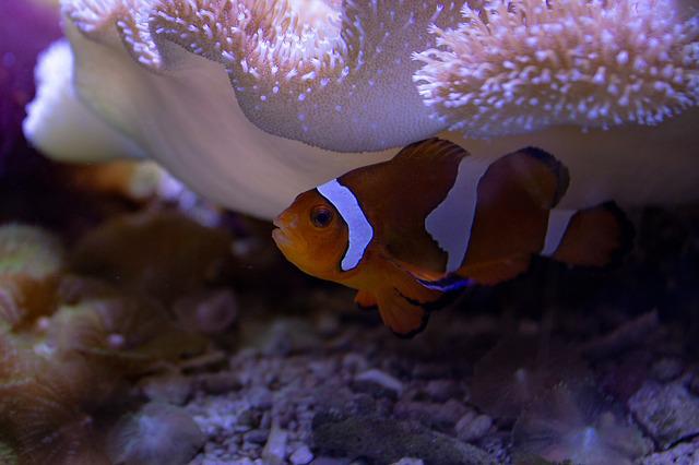 Clownfish survive sea anemones