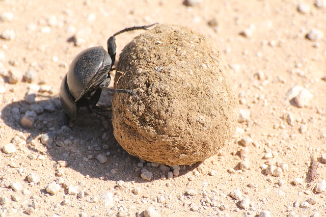 Dung beetles use balls of dung to take a break from the heat. 