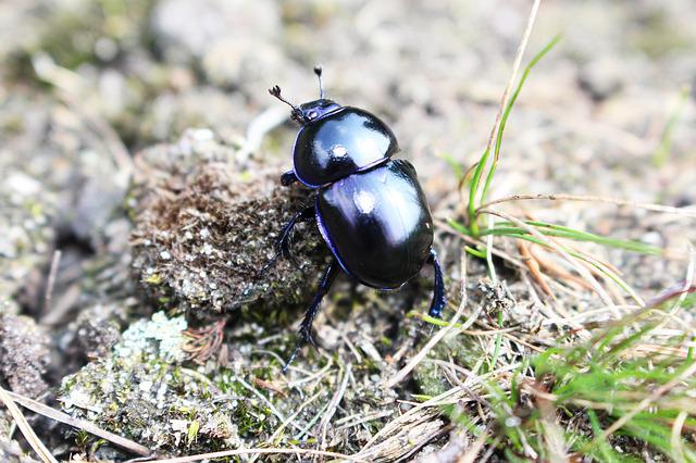 Dung beetles are often classified into three different categories