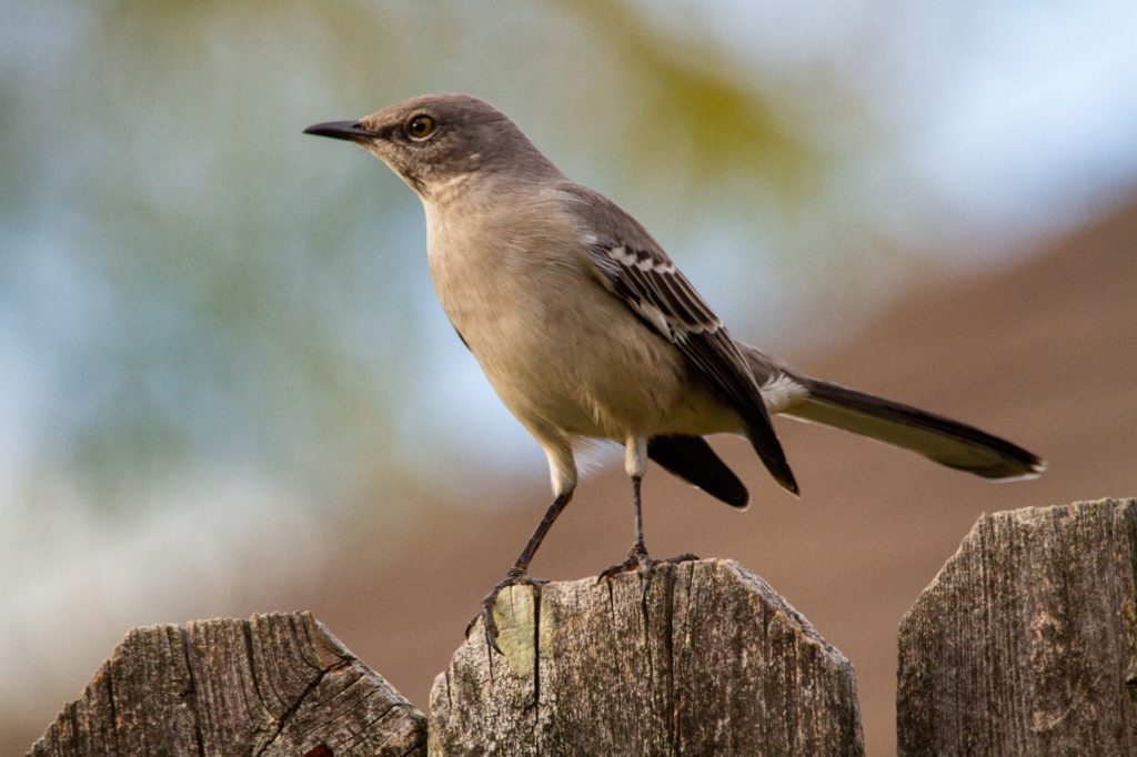 10 Interesting Facts About Mockingbirds