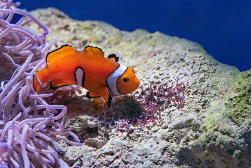 10 Interesting Facts About Clownfish