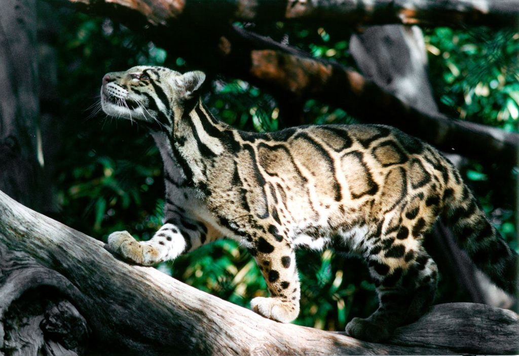 8 Interesting Facts about Ocelots