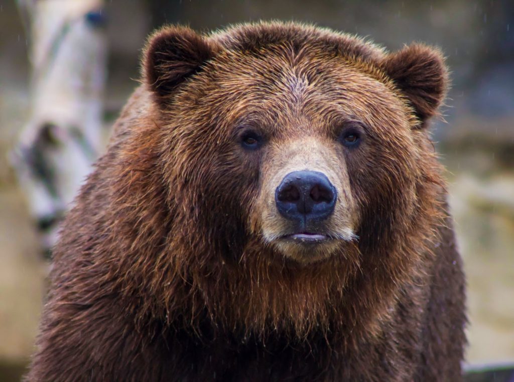 11 Interesting Facts About Brown Bears