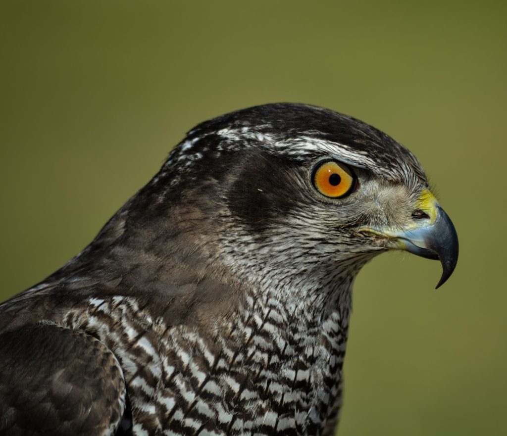 10 Interesting Facts About Falcons