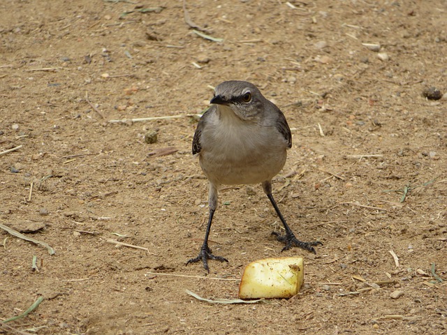 A mockingbird’s diet changes with the passing of the seasons. 