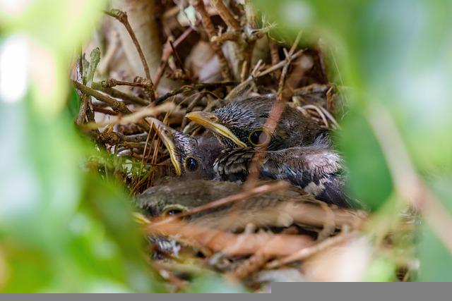 Mockingbirds are aggressive when defending a nest. 