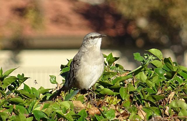 Mockingbirds  - Habitat and Range