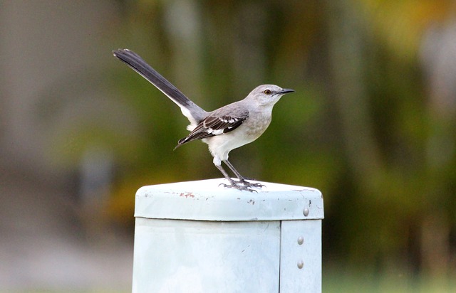 Long-tailed mocking bird