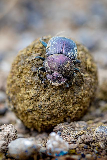 Dung beetles feed their offspring feces.
