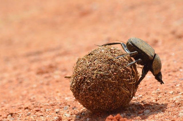Dung beetles play an essential role in the ecosystem