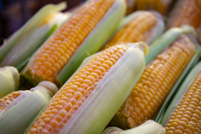 12 Interesting Facts About Corn