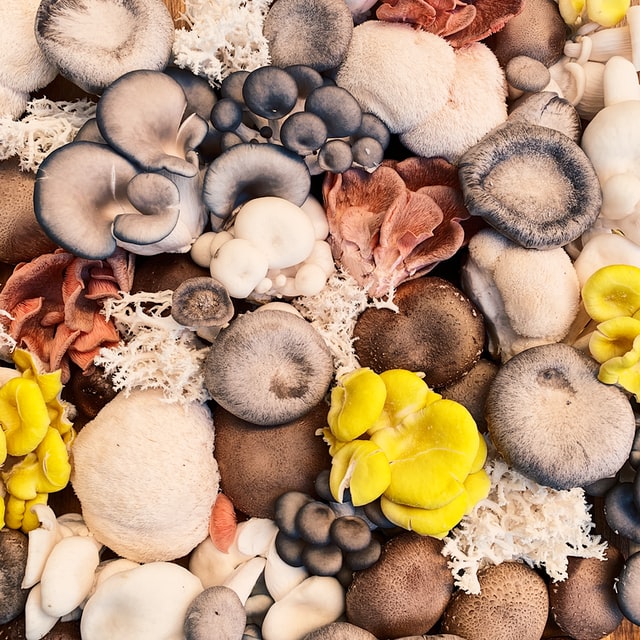 Different types of mushrooms