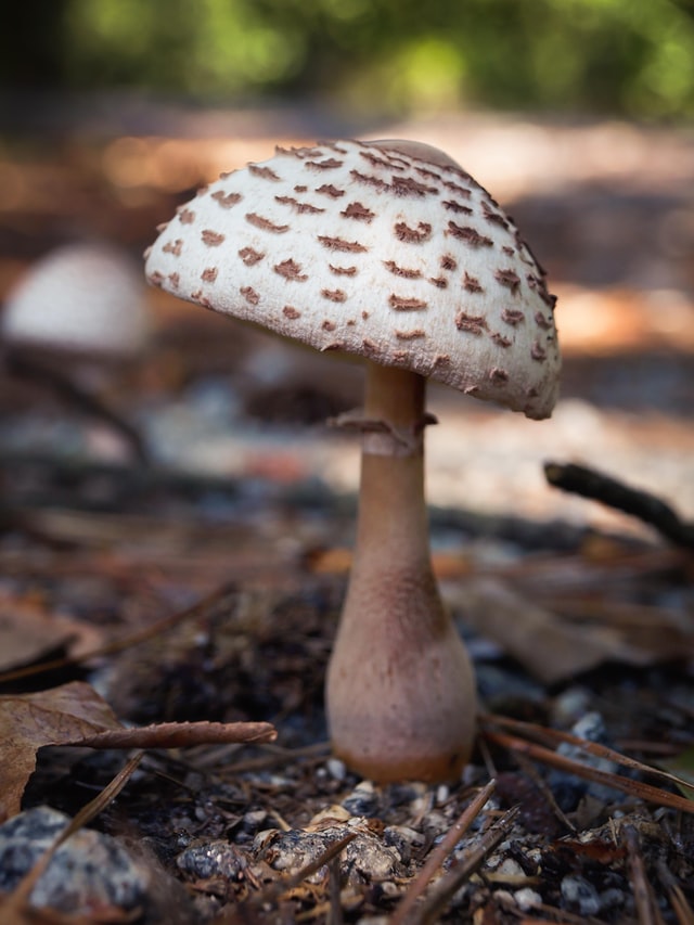 Endophytic mushroom