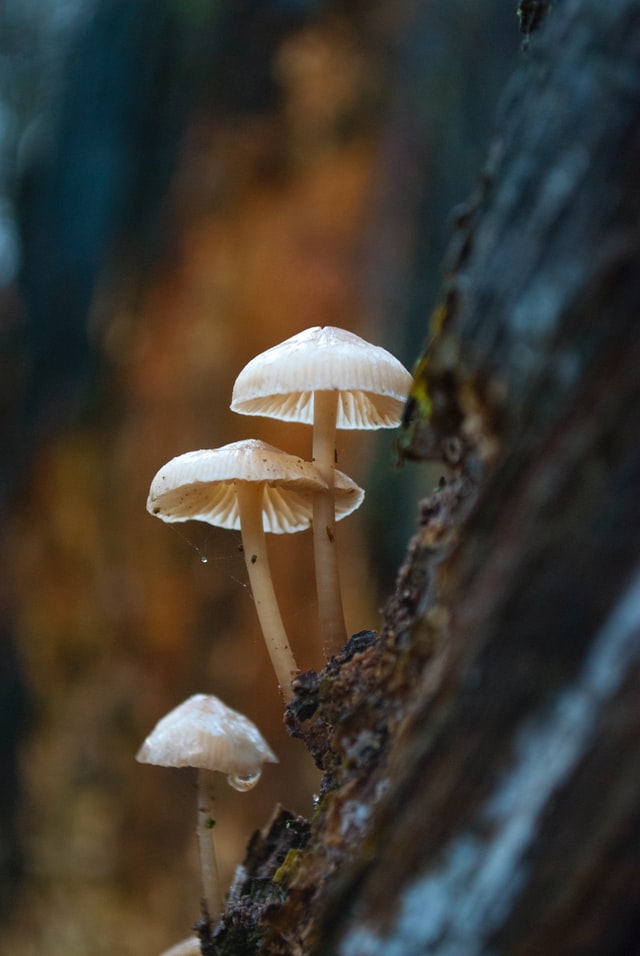 Mycorrhizal mushroom