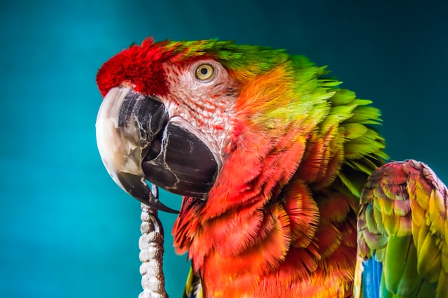Rainbow Macaw Parrot