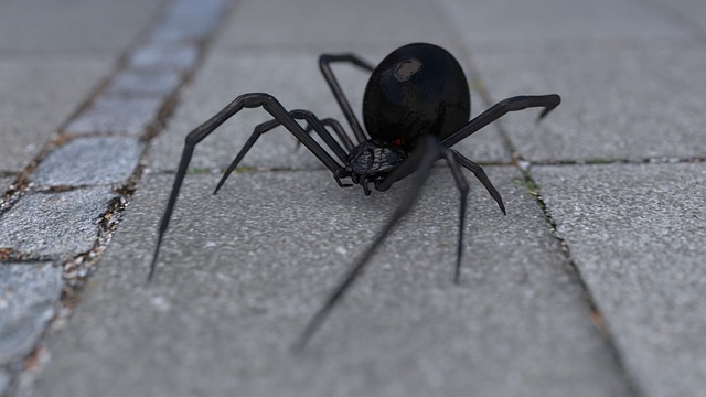 Black widow spiders