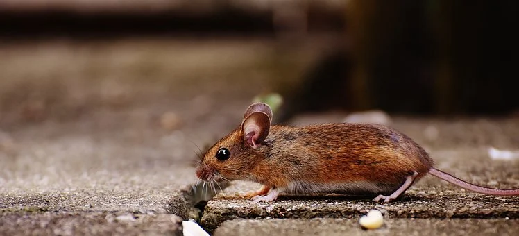9 Interesting Facts About A Mouse