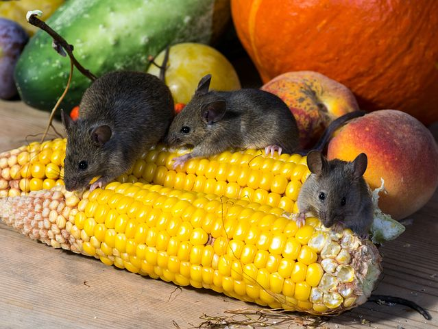 Mice eating corn