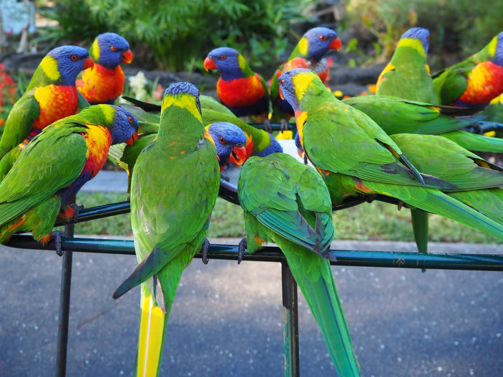 14 Interesting Facts About Parrots