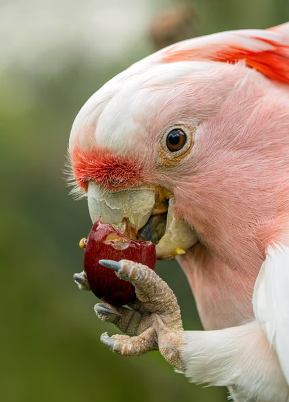 Parrot eating seeds
