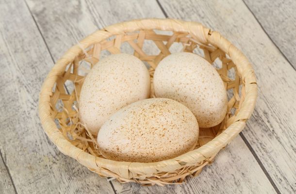 Are Turkey eggs edible?