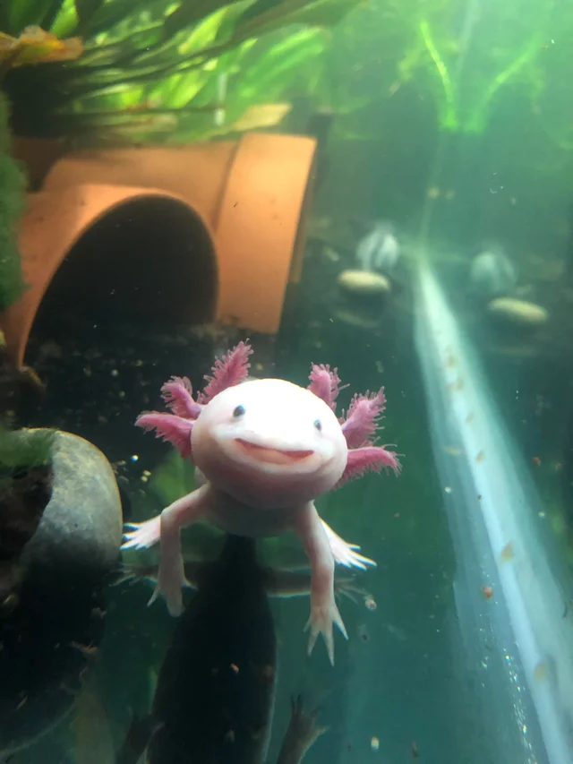 Axolotl in underwater environment