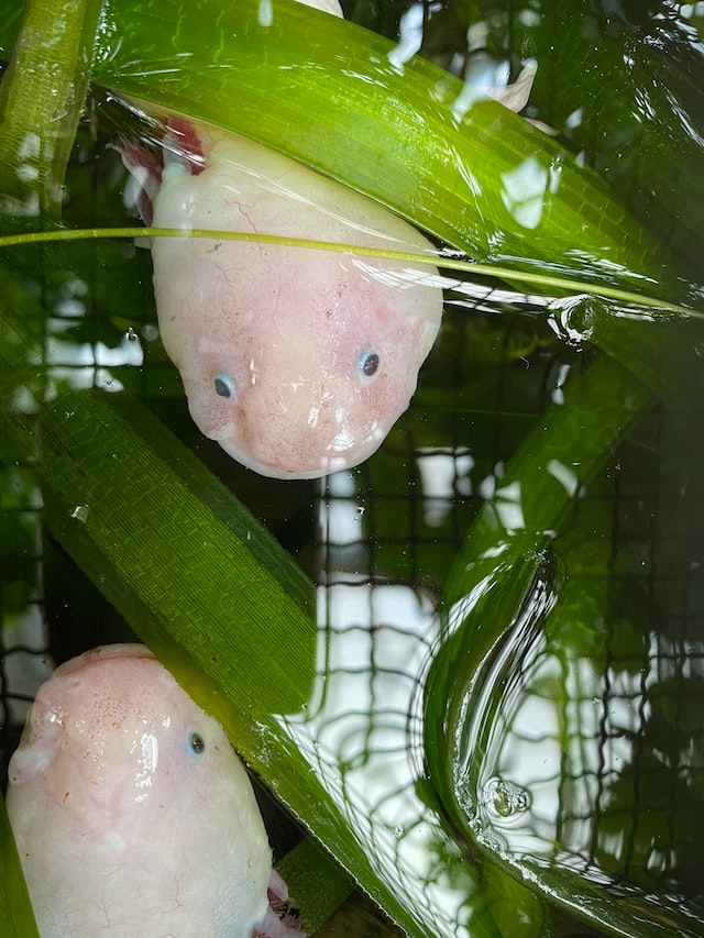 Axolotl Face