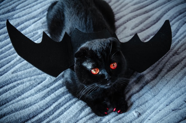 Black Cat for Halloween