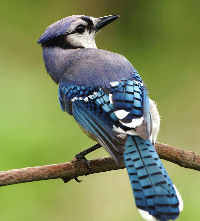 Blue Jay are keen observers of sound