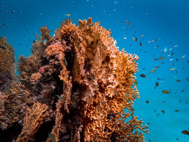 Coral Reefs protect the coastlines