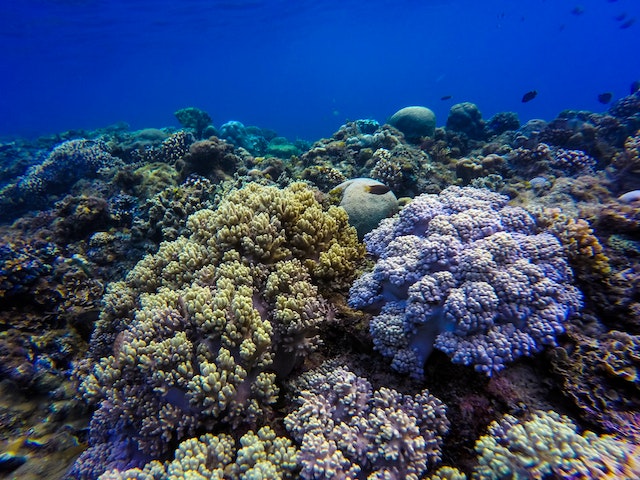 Coral reefs are supportive creatures