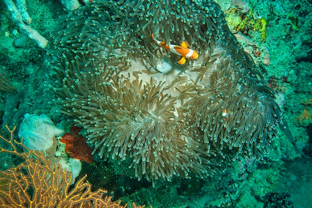 Coral reefs believe in slow and steady growth