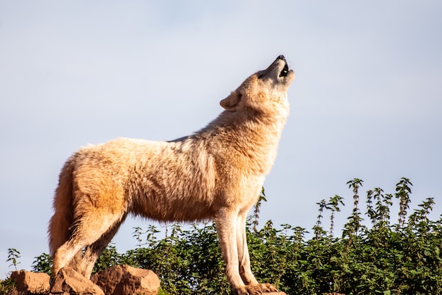 Coyote howling