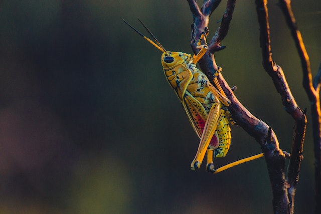 Development stages on the life of a grasshopper