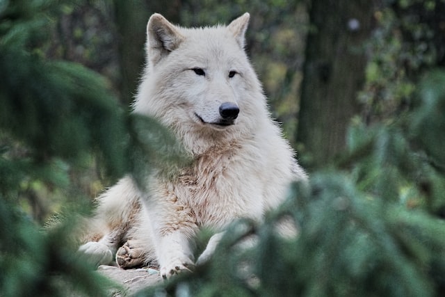 Fun Arctic Wolf Facts For Kids