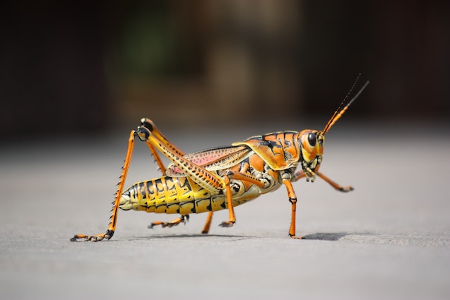 Grasshopper Facts for Kids