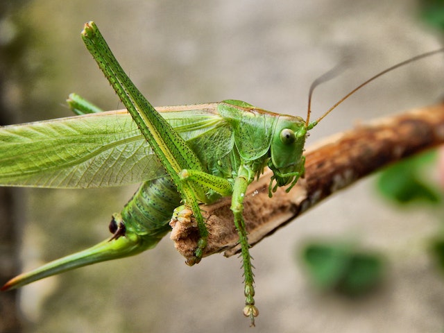 Grasshoppers have ears on their bellies
