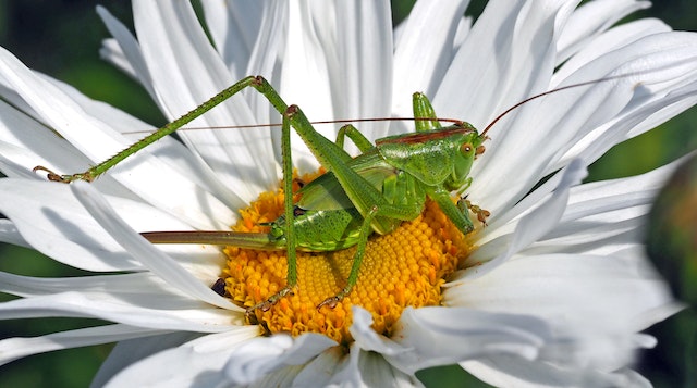 Grasshoppers stridulate or crepitate to produce music