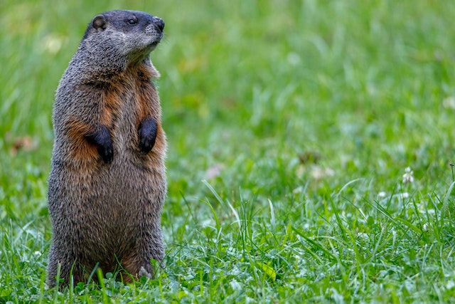 Groundhog Day Facts For Kids