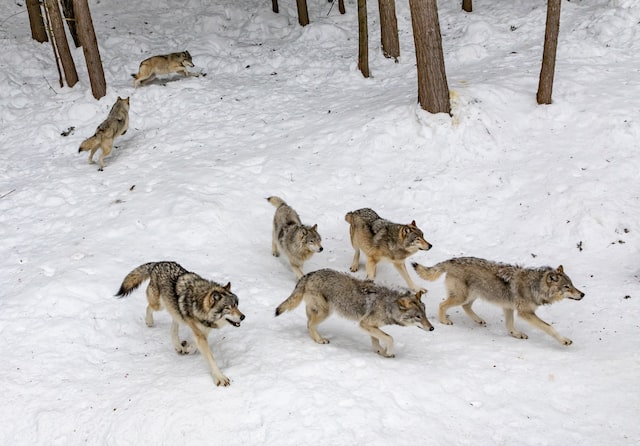 Group of Wolves