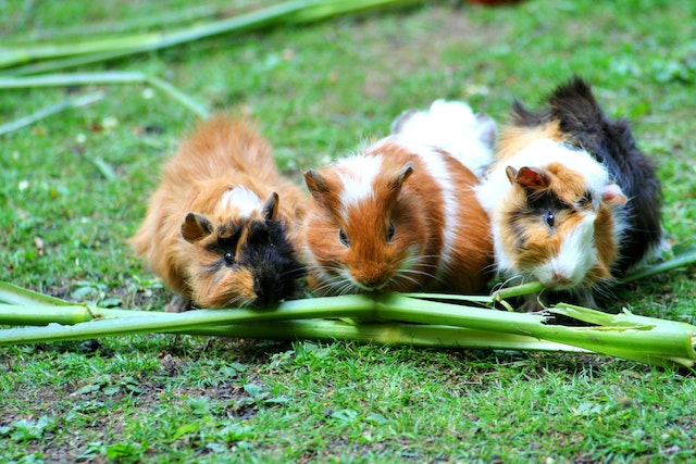 Guinea pig facts for kids