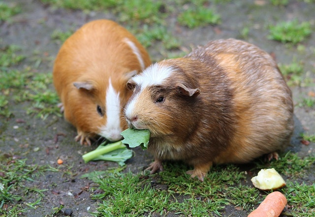 Guinea pigs make for delightful pets