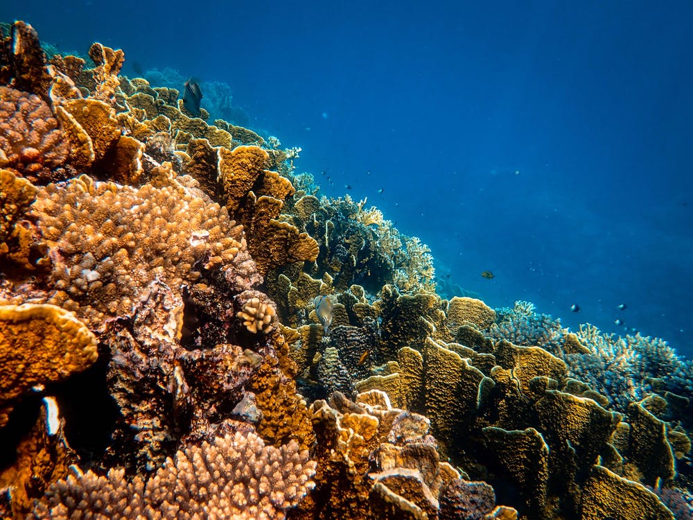 Interesting Facts about Coral Reef