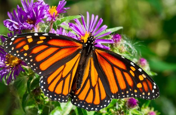 Interesting Monarch Butterfly Facts