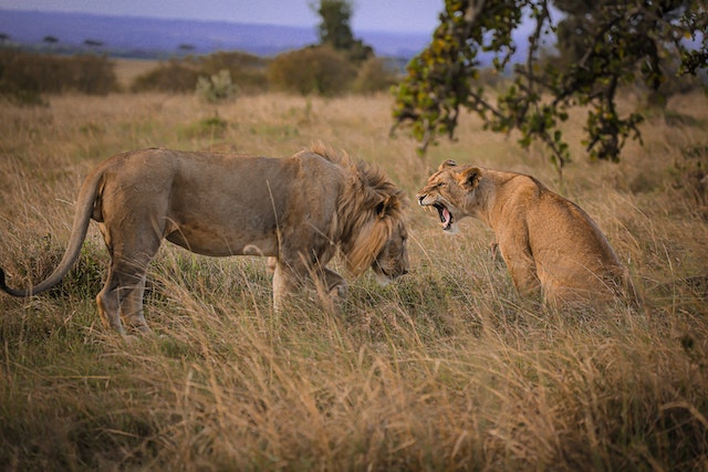 Kenya’s wildlife is vivid and beautiful